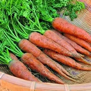 Cà Rốt Tươi Đà Lạt